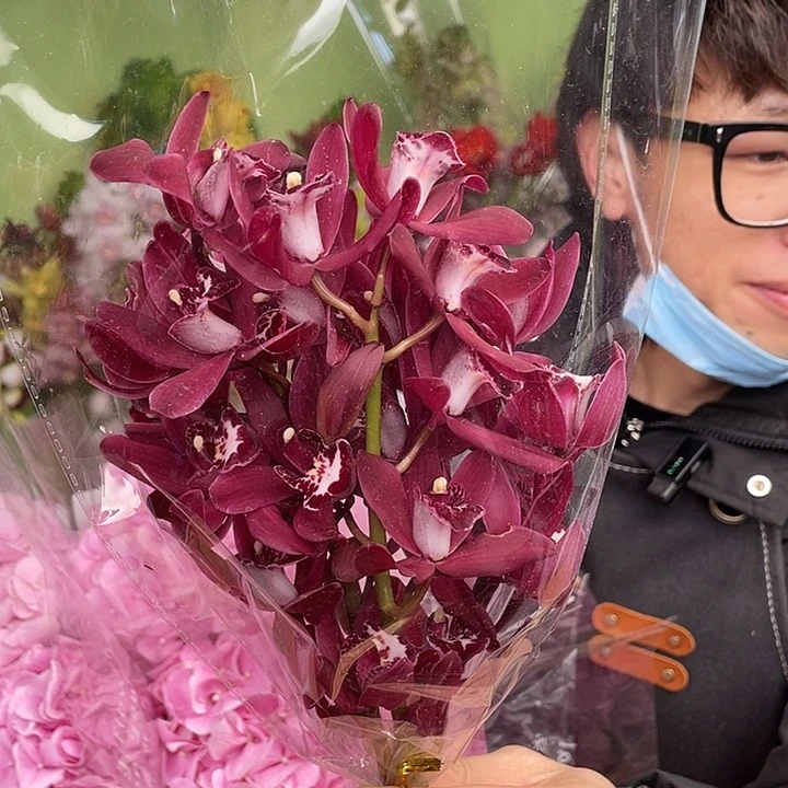 完全开放小玛利亚小兰3支