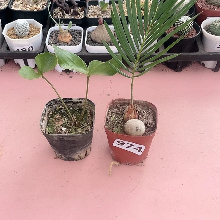 974铁树块根2颗植物