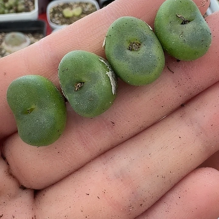 老马生石花水晶1723