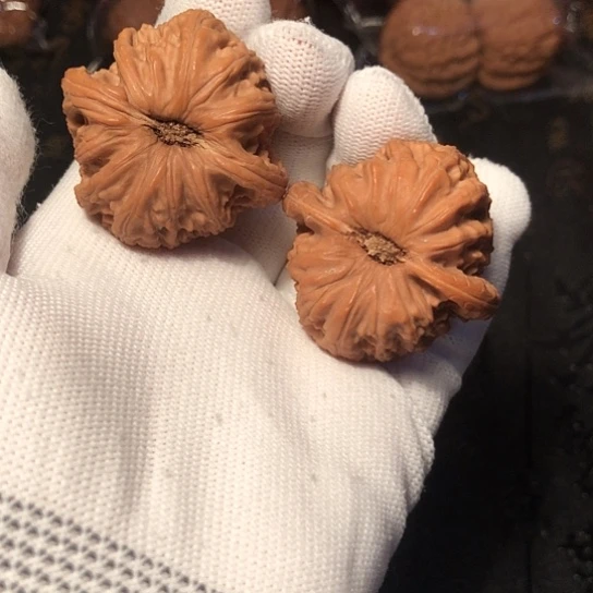 文玩核桃把件白狮子40