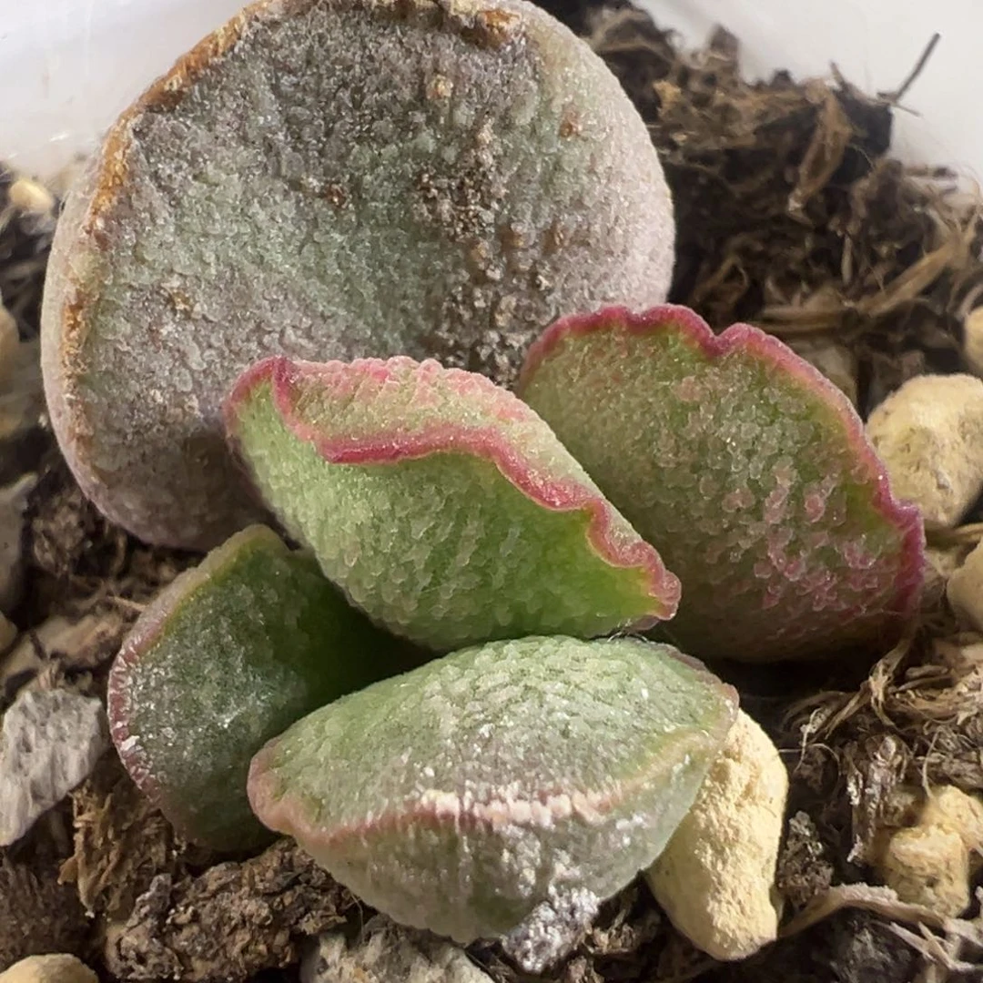 特价流萤磨砂蛋多肉植物母叶有疤特价