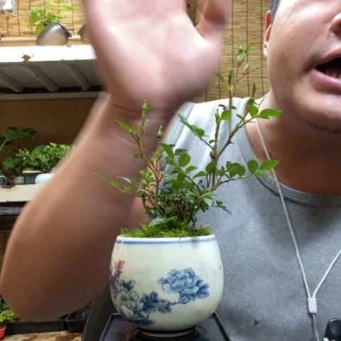 红陶一物一拍所见即所得24