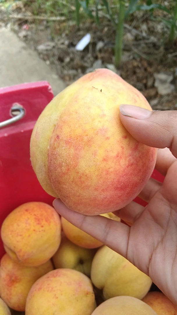 湖南武冈本地黄桃脆甜多汁现摘现发