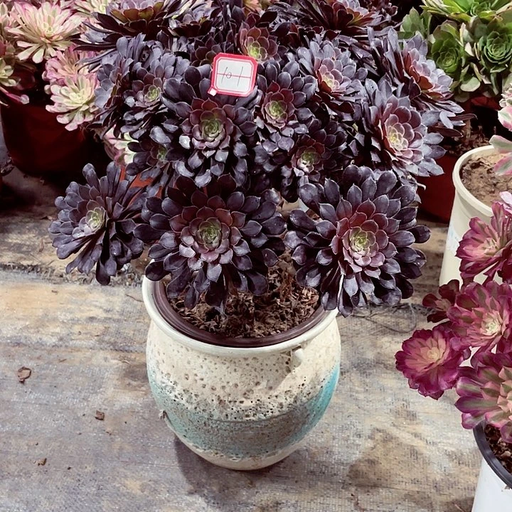 黑铜壶多肉法师101