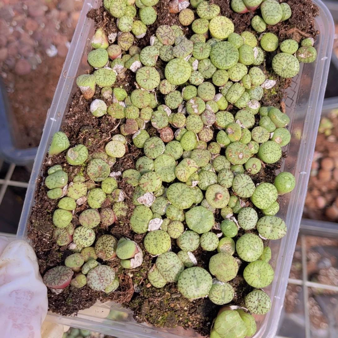 一盒安贞0000000000002