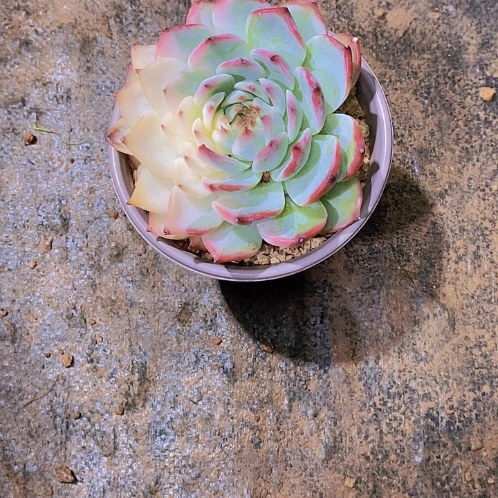 随***飞吉娃娃多肉植物老桩