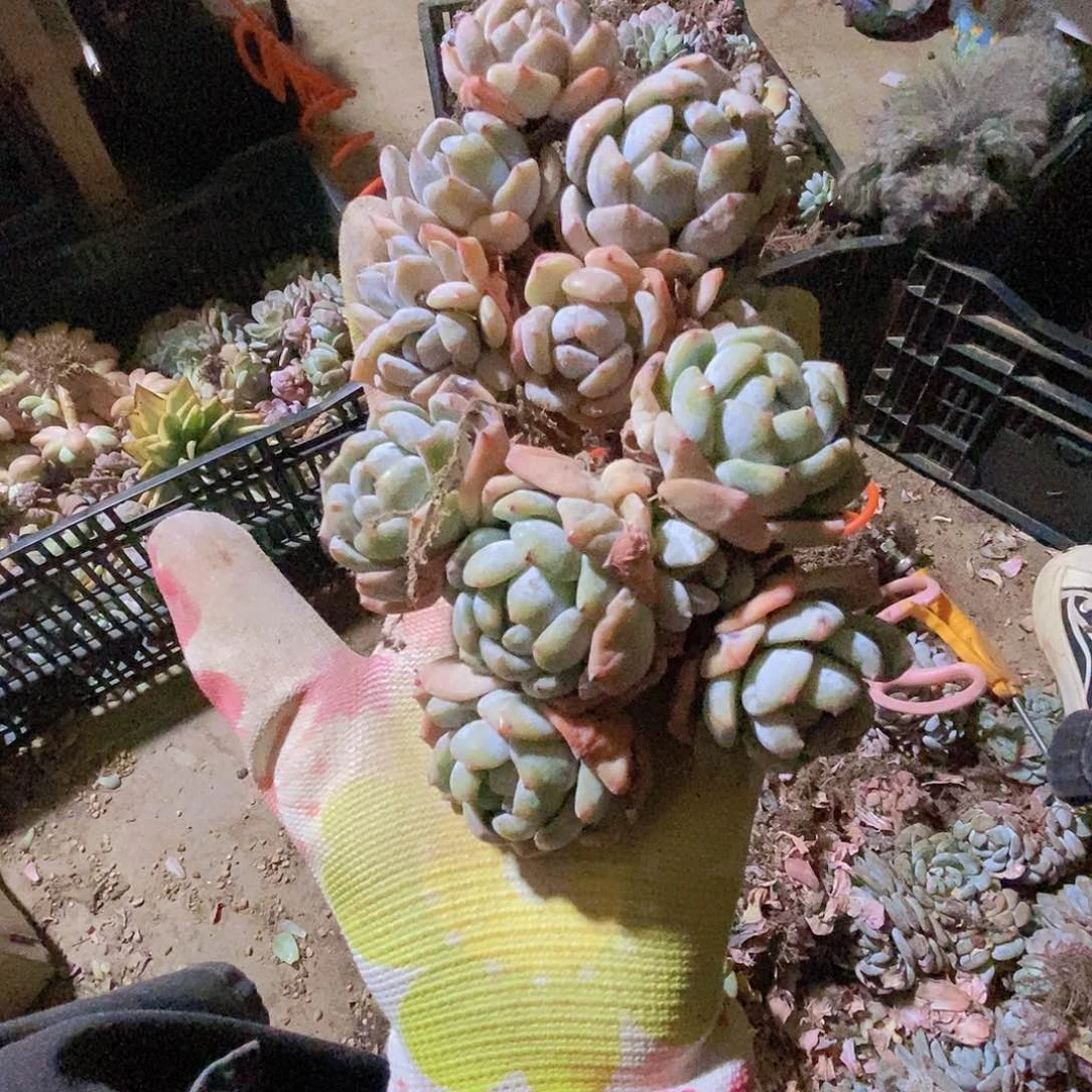 橙子