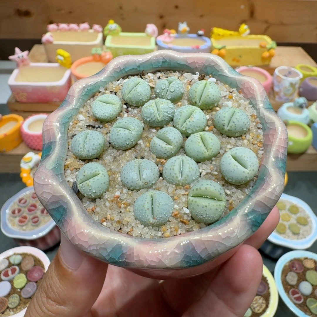 蘑菇1023绿松石彩拼多肉植物