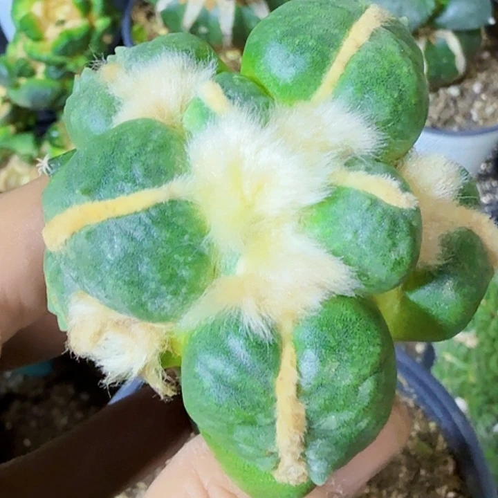 无花朵福利苗接蛋尤488