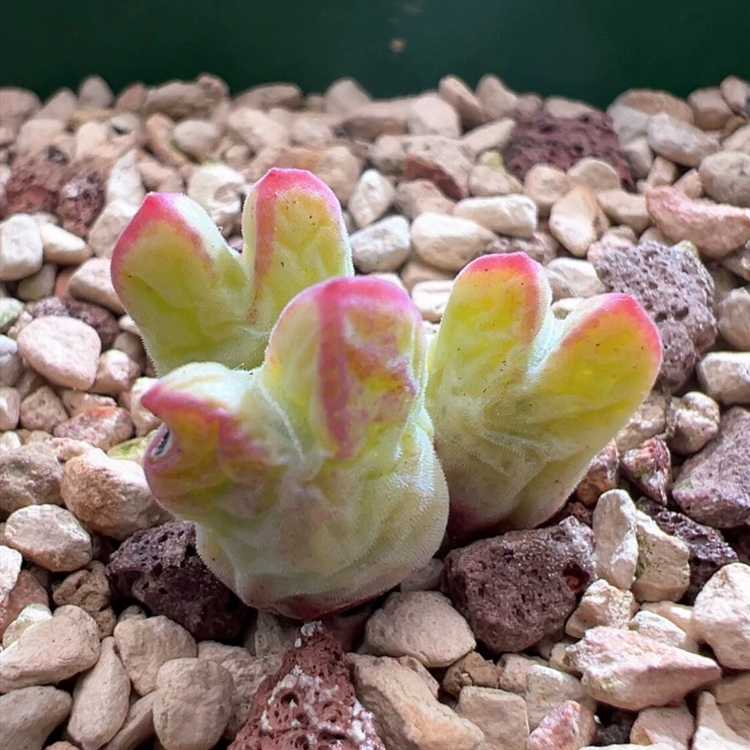 268。园艺优选985猪蹄