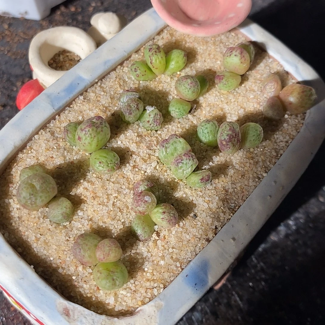 一颗三头斑马。