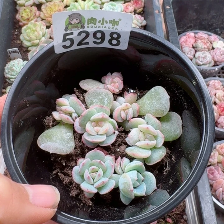 多肉植物多肉植物