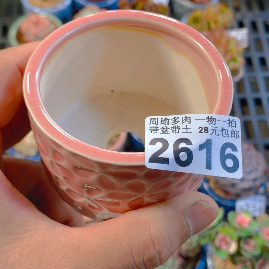 精控多肉植物2616