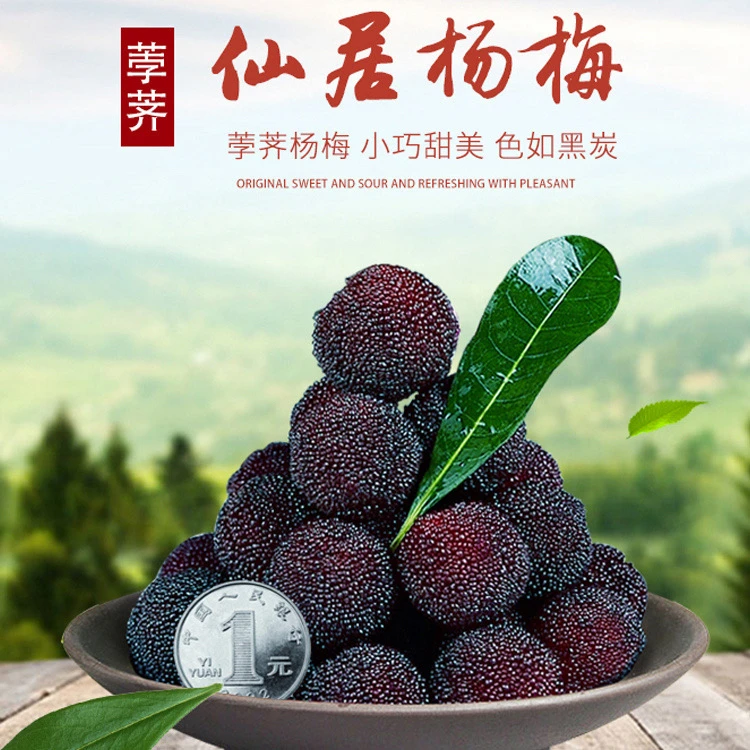 【冷链空运】仙居黑炭杨梅鲜果现摘现发当应季杨梅