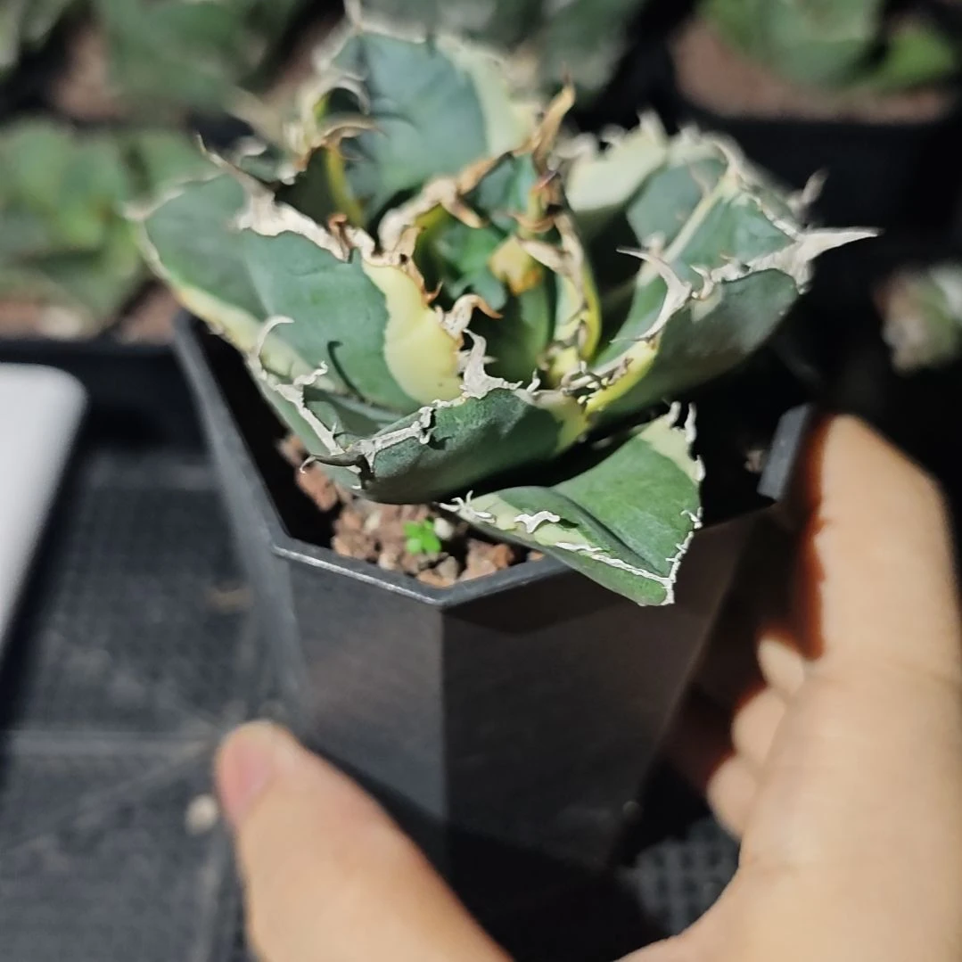 正版白鲸仁王冠龙舌兰覆轮锦