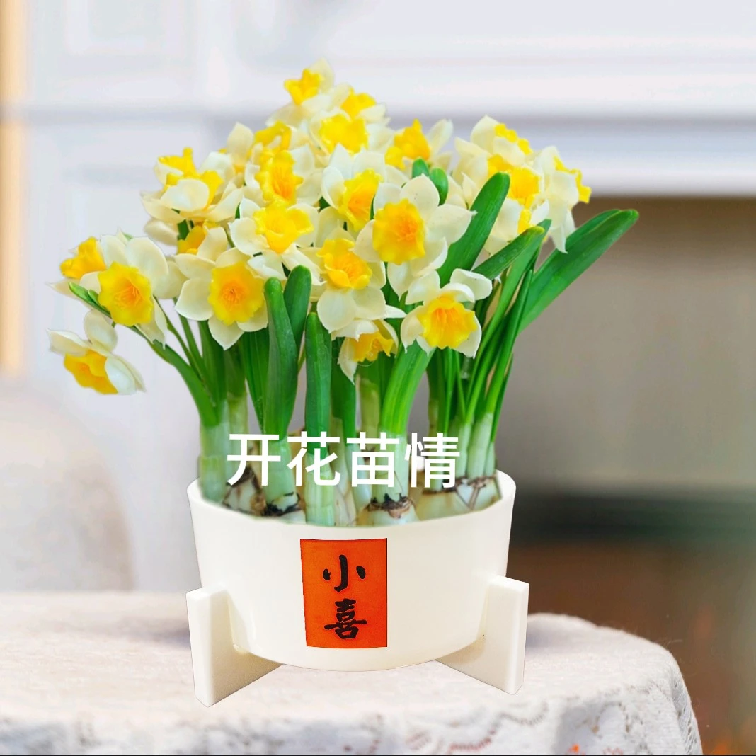 【5-7颗带叶芽发】水仙花年宵花卉绿植漳州水仙室内盆栽水养植物