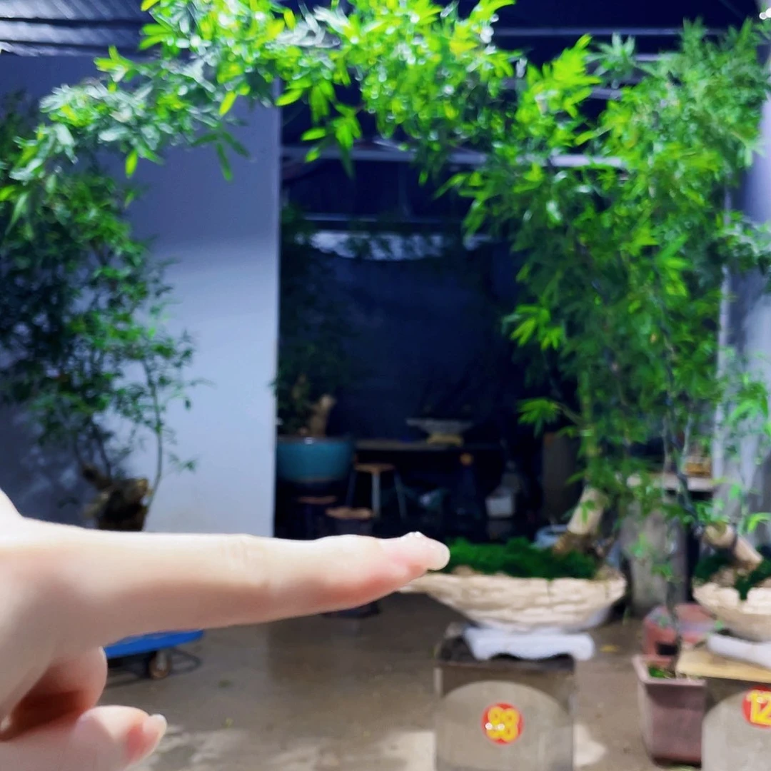 无花朵陈*止小叶簕竹熟桩陶瓷盆一物一拍