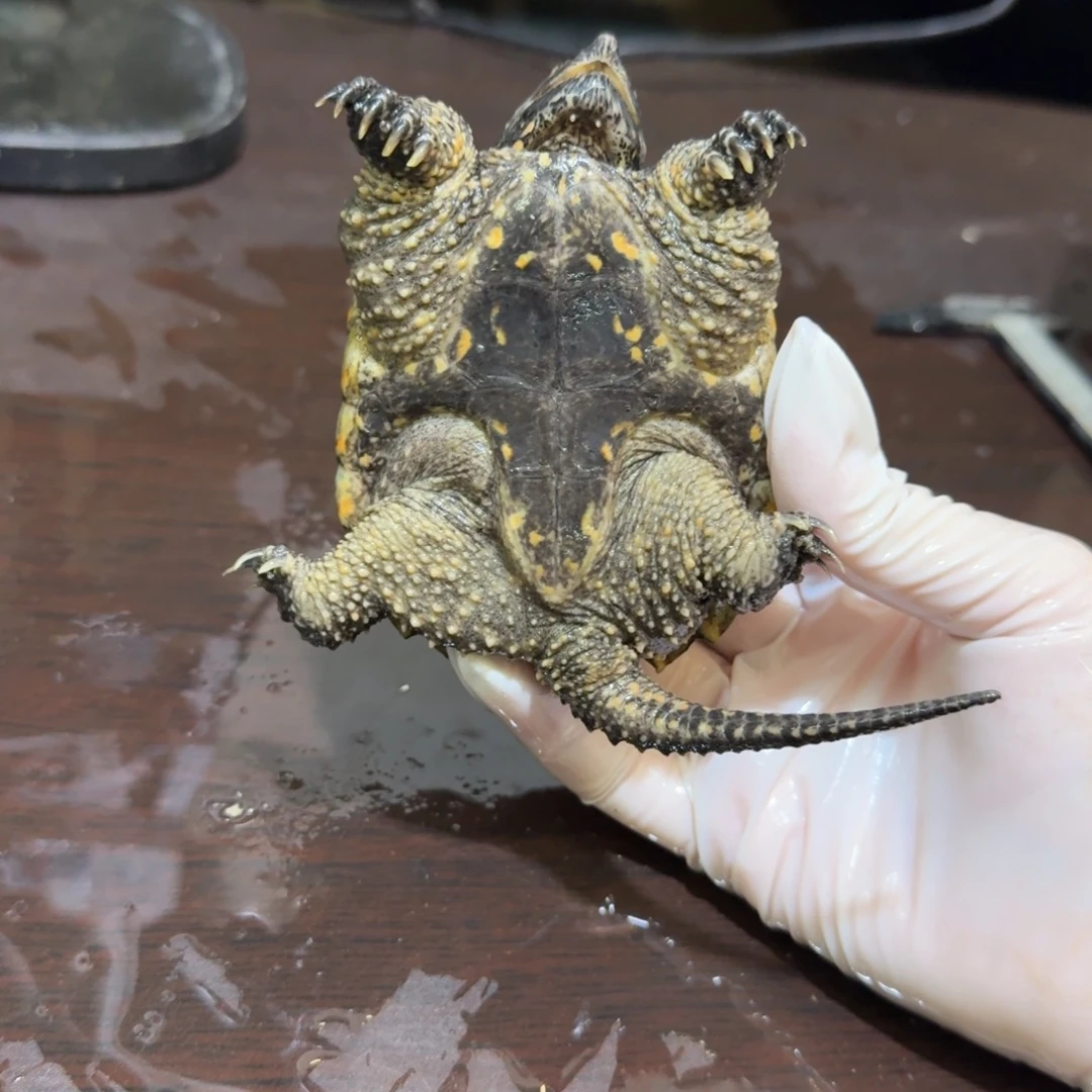 不分公母小鳄龟编号56，福利价瑕疵，退单拉小黑屋，不能再购买