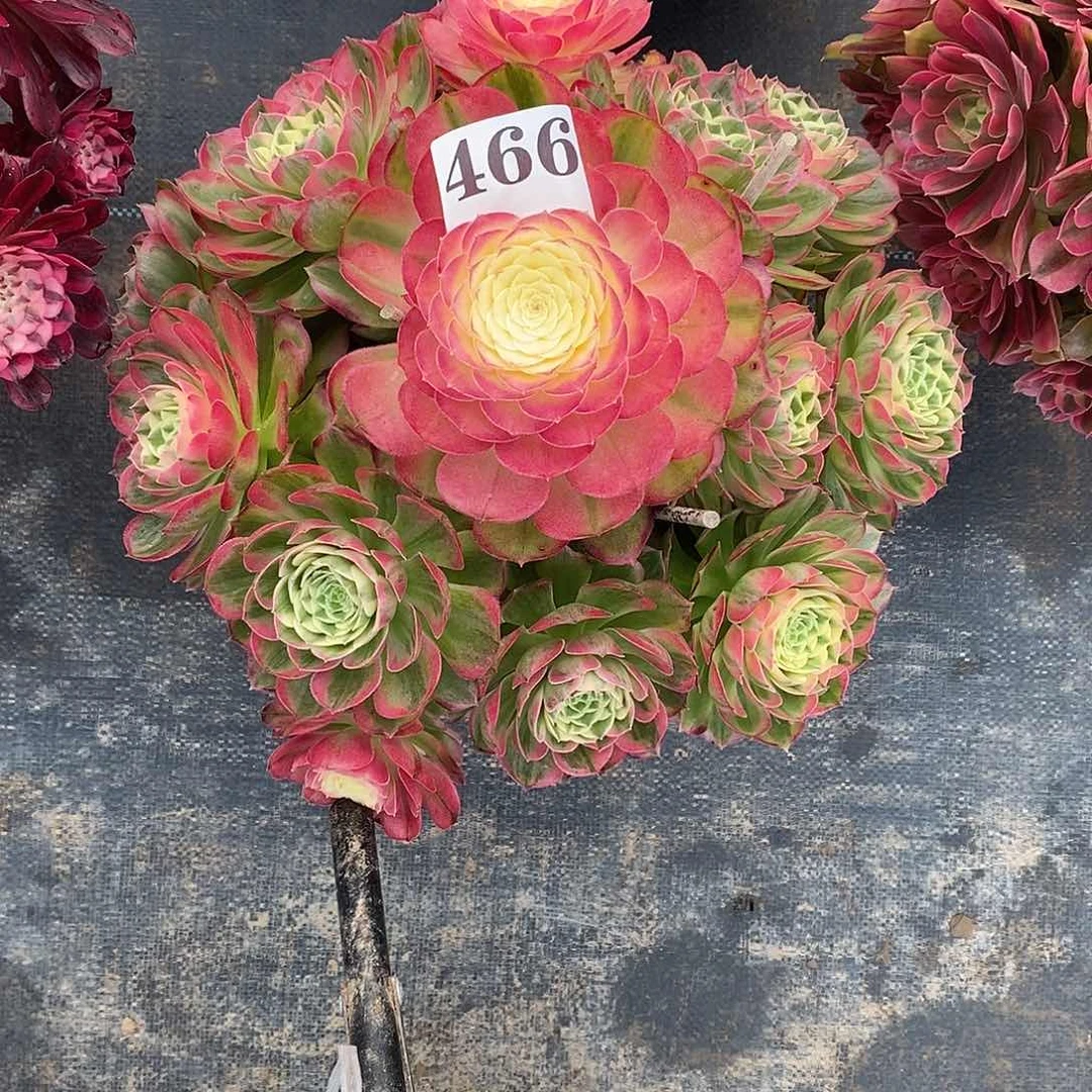 海王466多肉法师植物