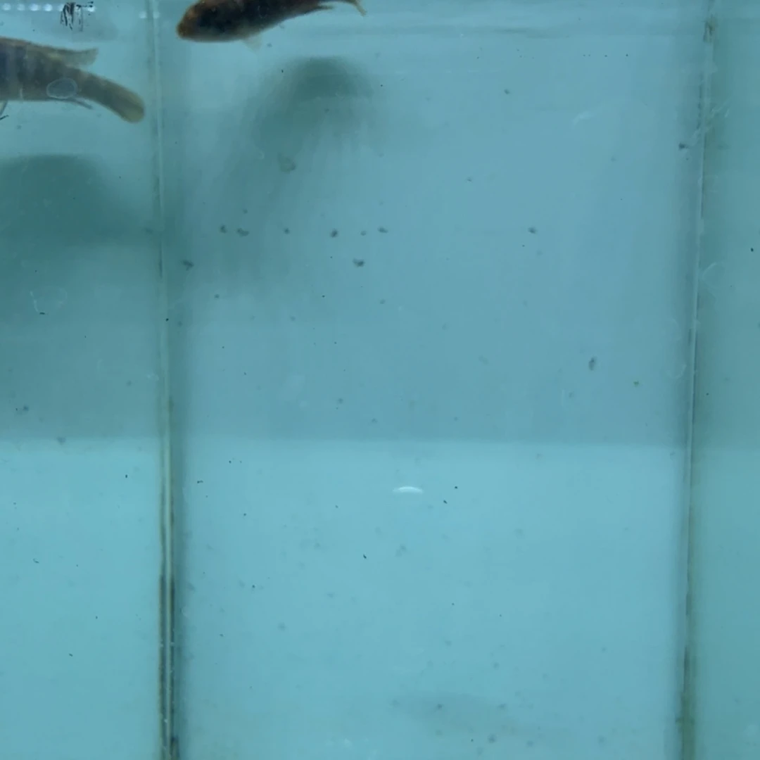 慈鲷1061红鸡。