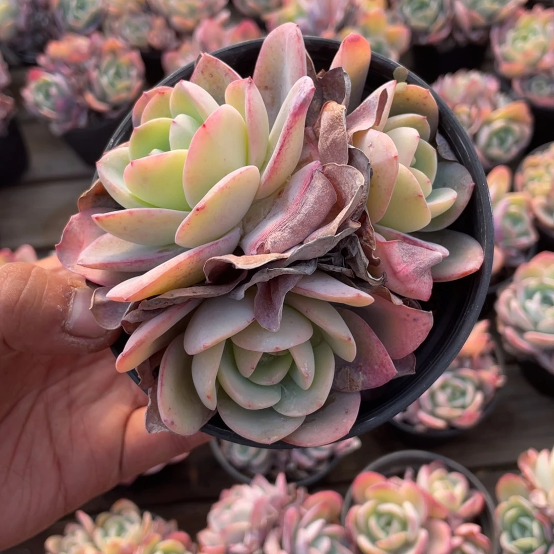 2714  布鲁兰  六月六