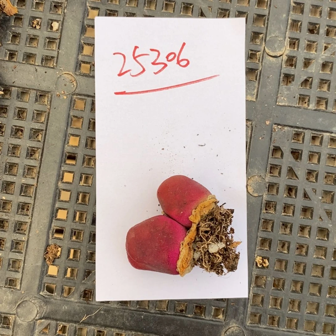 今**眠25306。