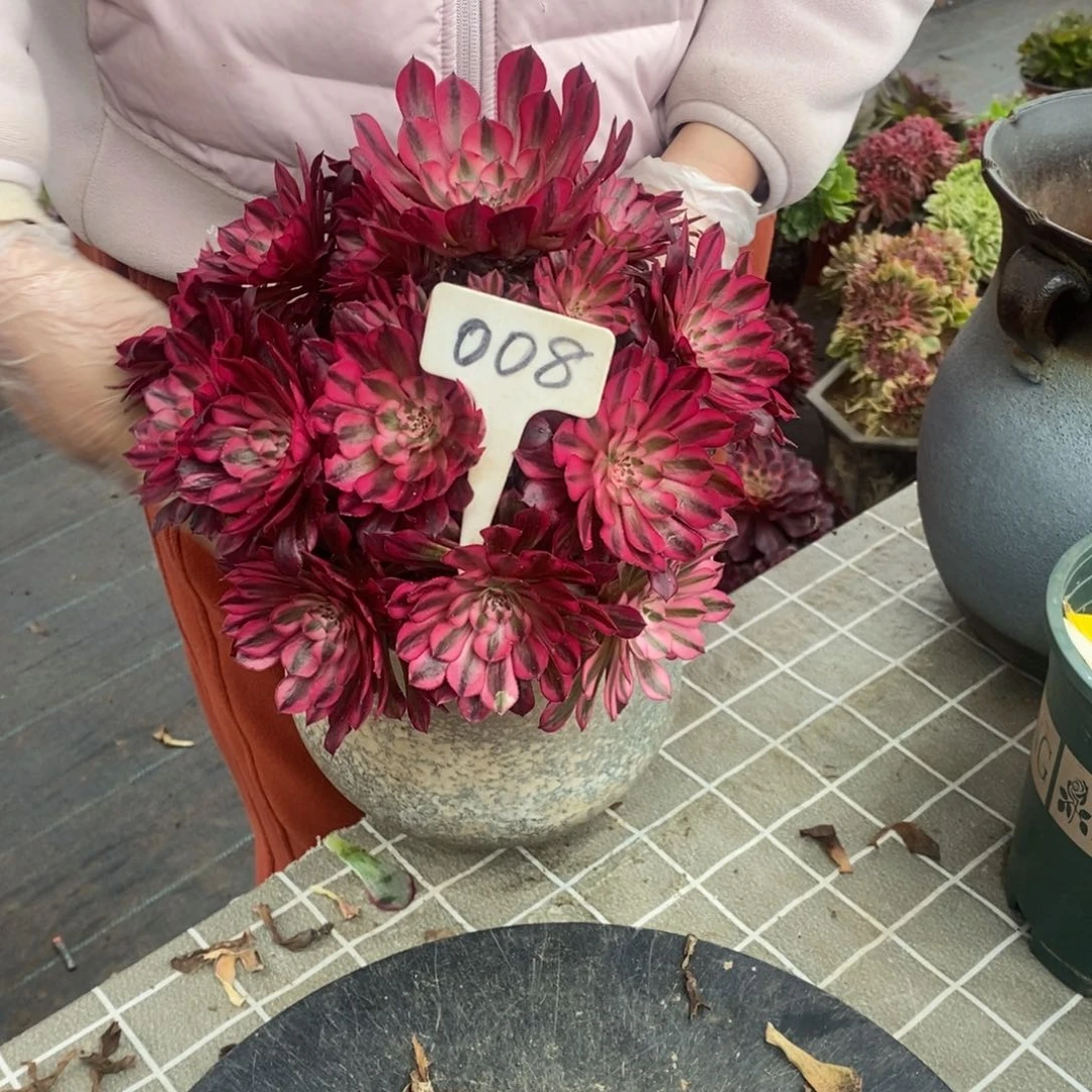 红陶008红铜白法师