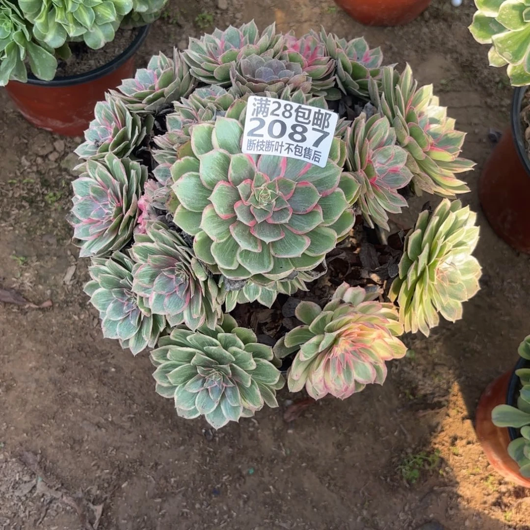 M. 2087月华多肉，caded