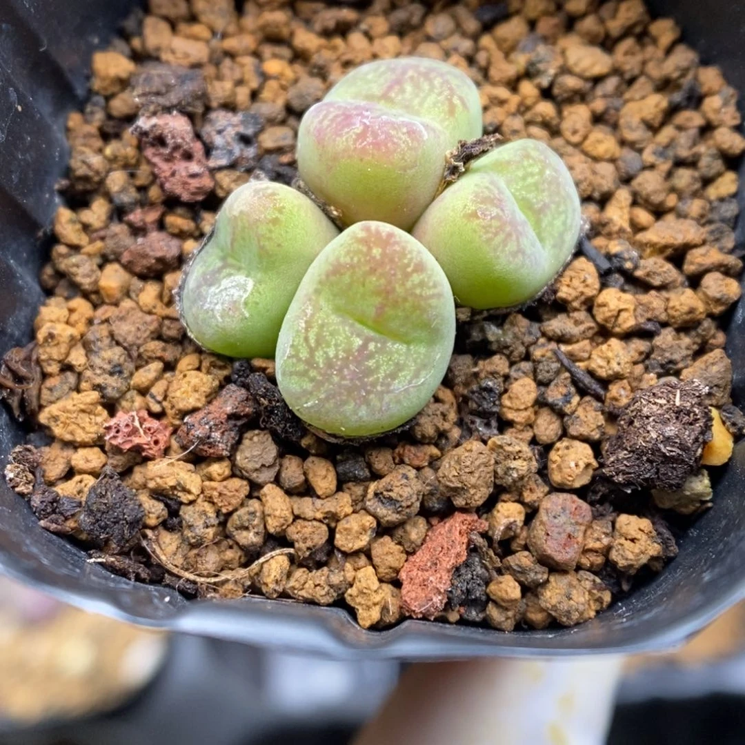 多肉植物肉锥杂交K-3975