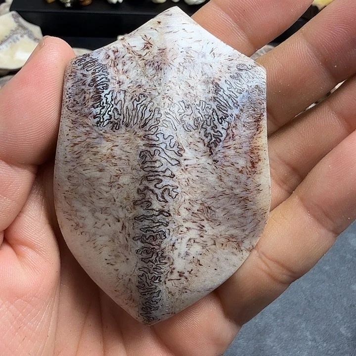 养殖鹿头骨制作三街拍