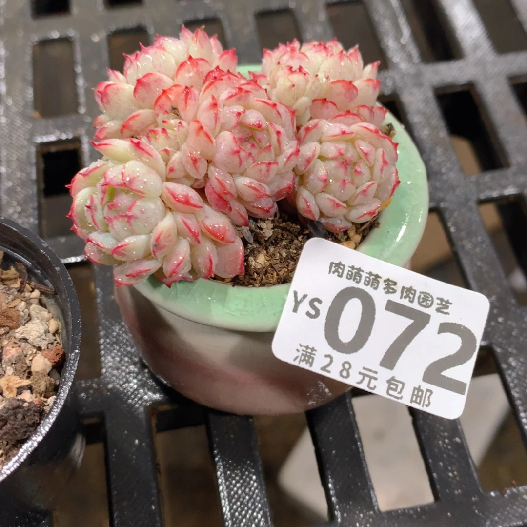 肉萌萌拇指盆精控多肉YS072