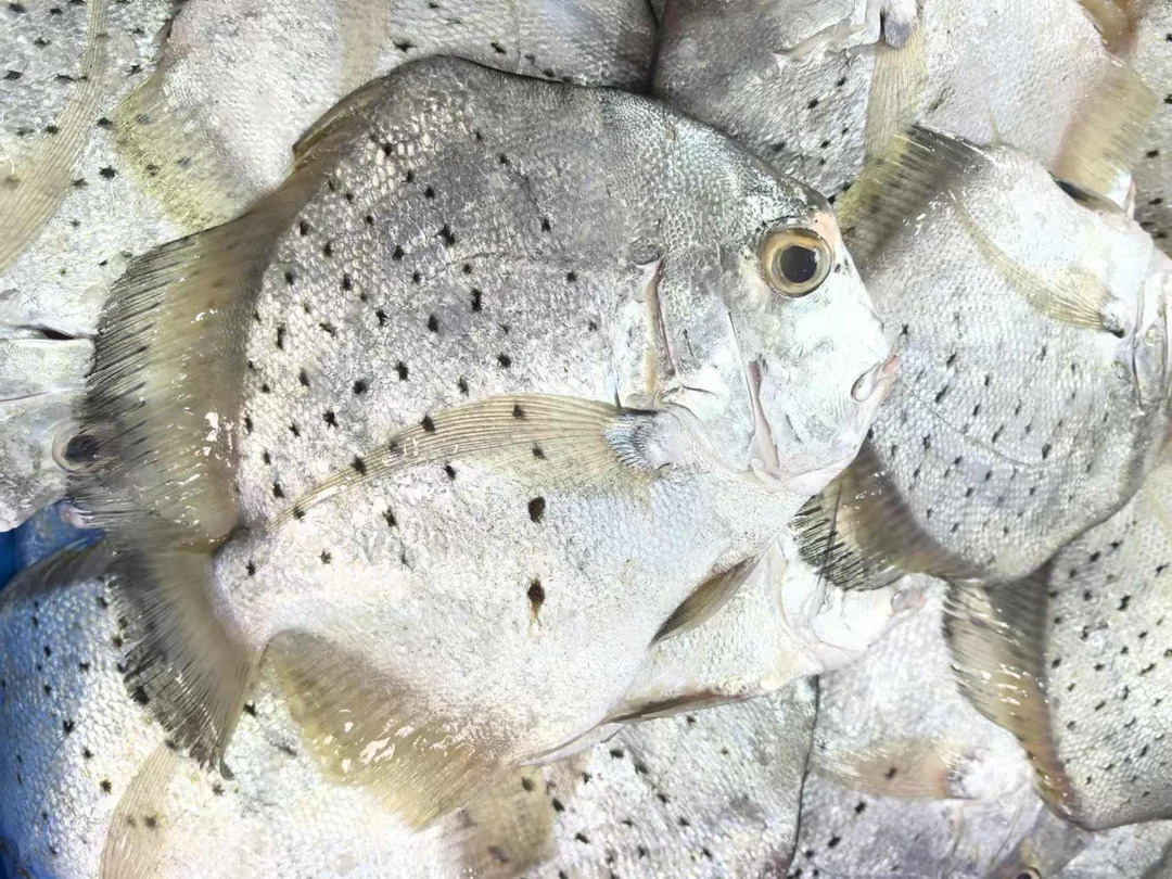鸡笼鲳 新鲜现称 顺丰到家