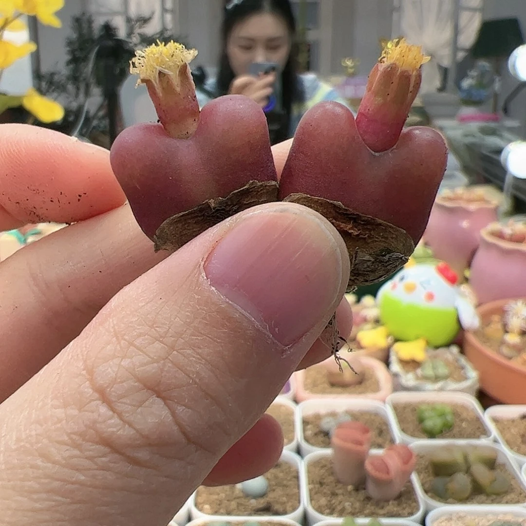 【闪购商品】38 水蜜桃特红