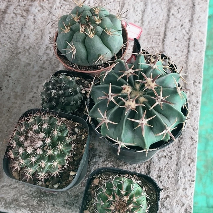 爆***巫组装一物一拍包邮
