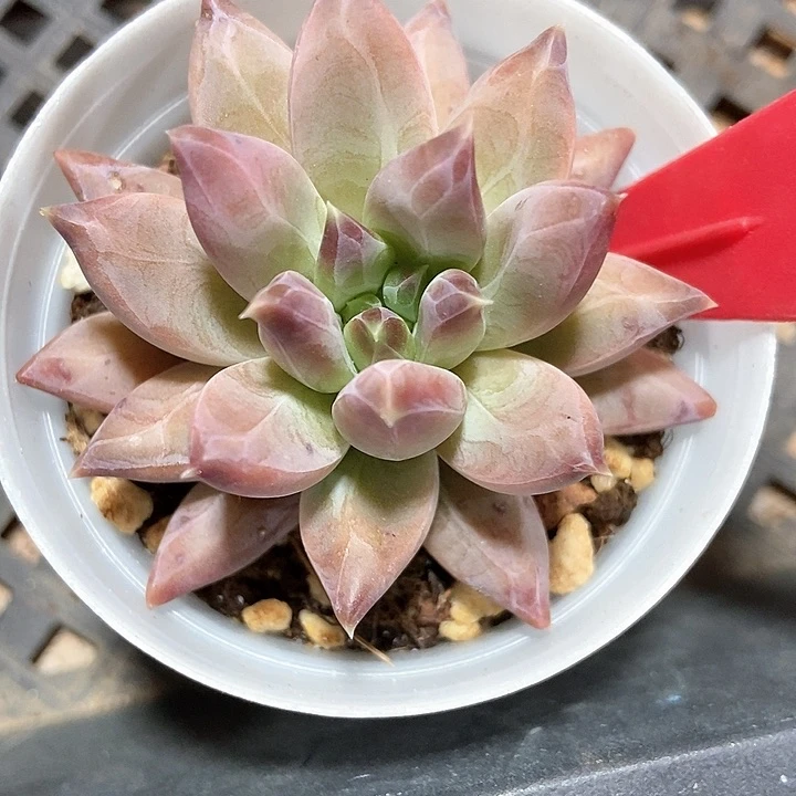 多肉植物美人810