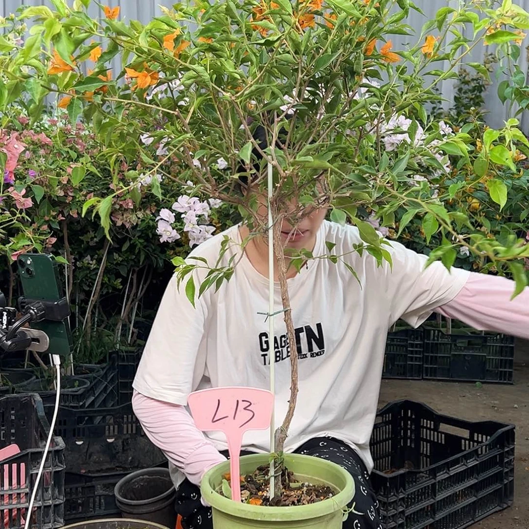 梦***有大部分花苞少量开放L13橙桑巴