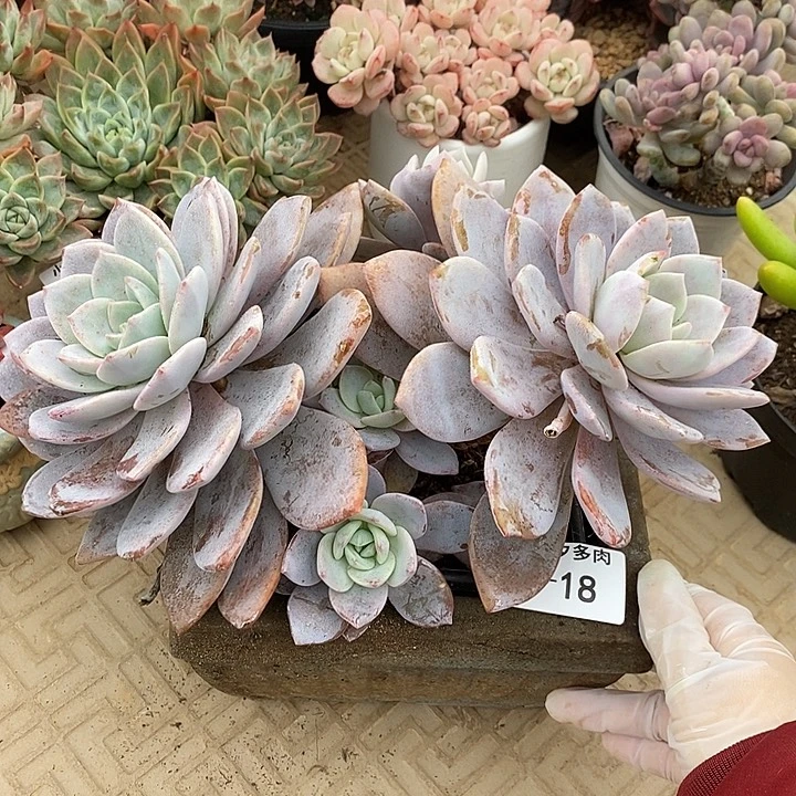 小七夕多肉红茶18