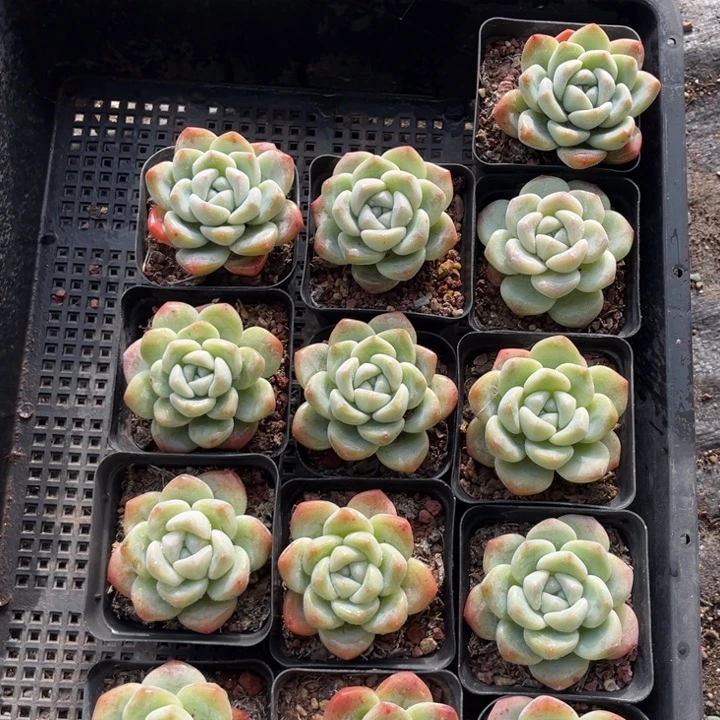 冰玉多肉七方盆一组13个10号