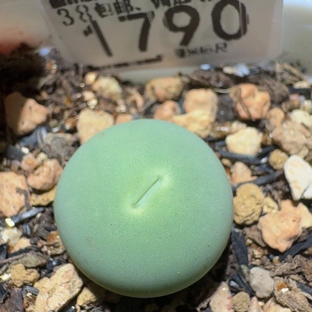Ssss精品生石花1790