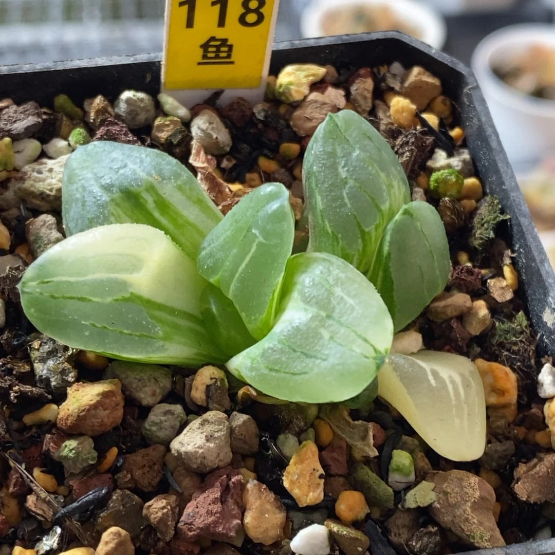 118号冰城锦2颗头