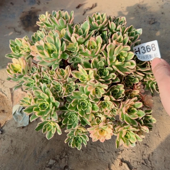 368甜茶多肉多肉多