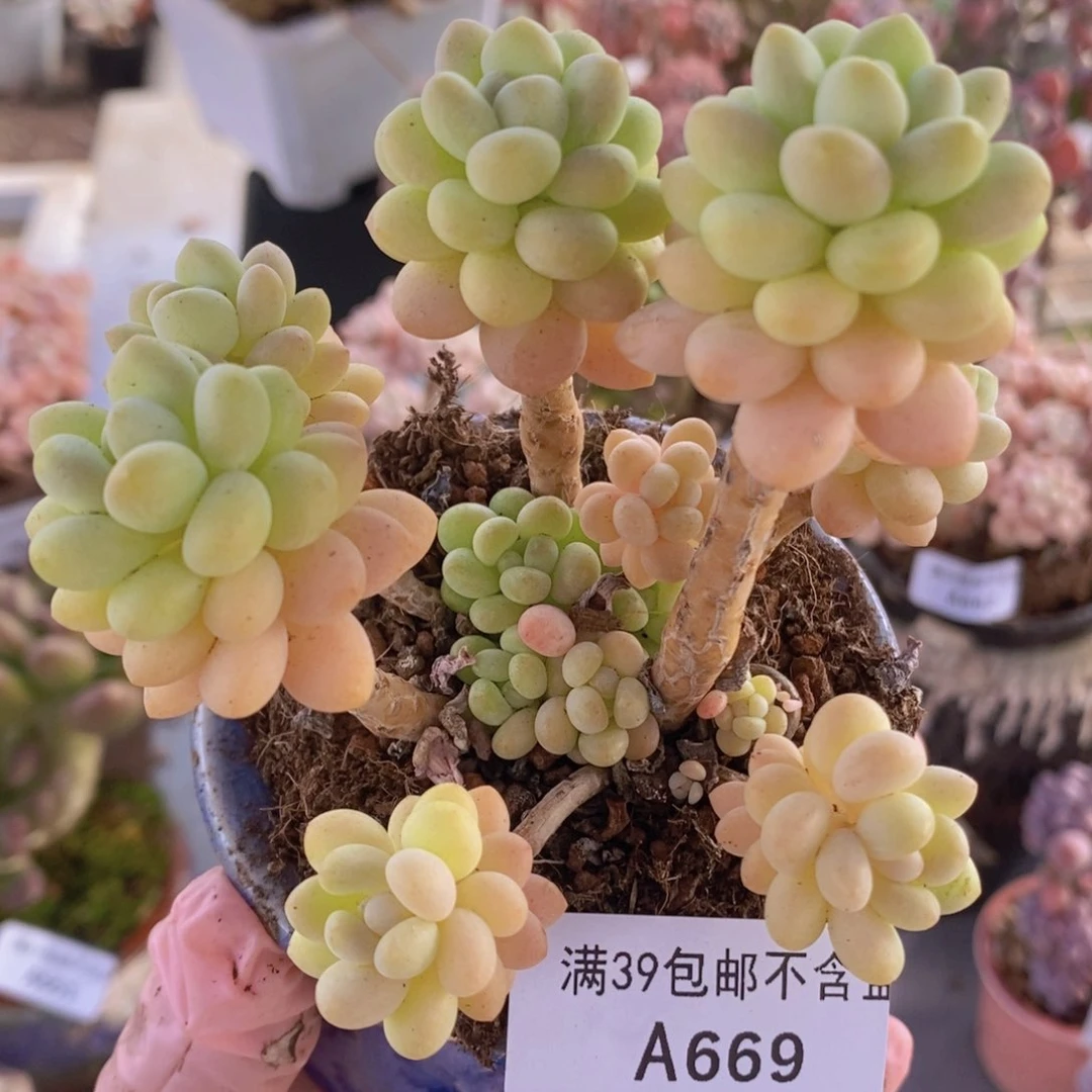 洛可可7cm669多肉植物
