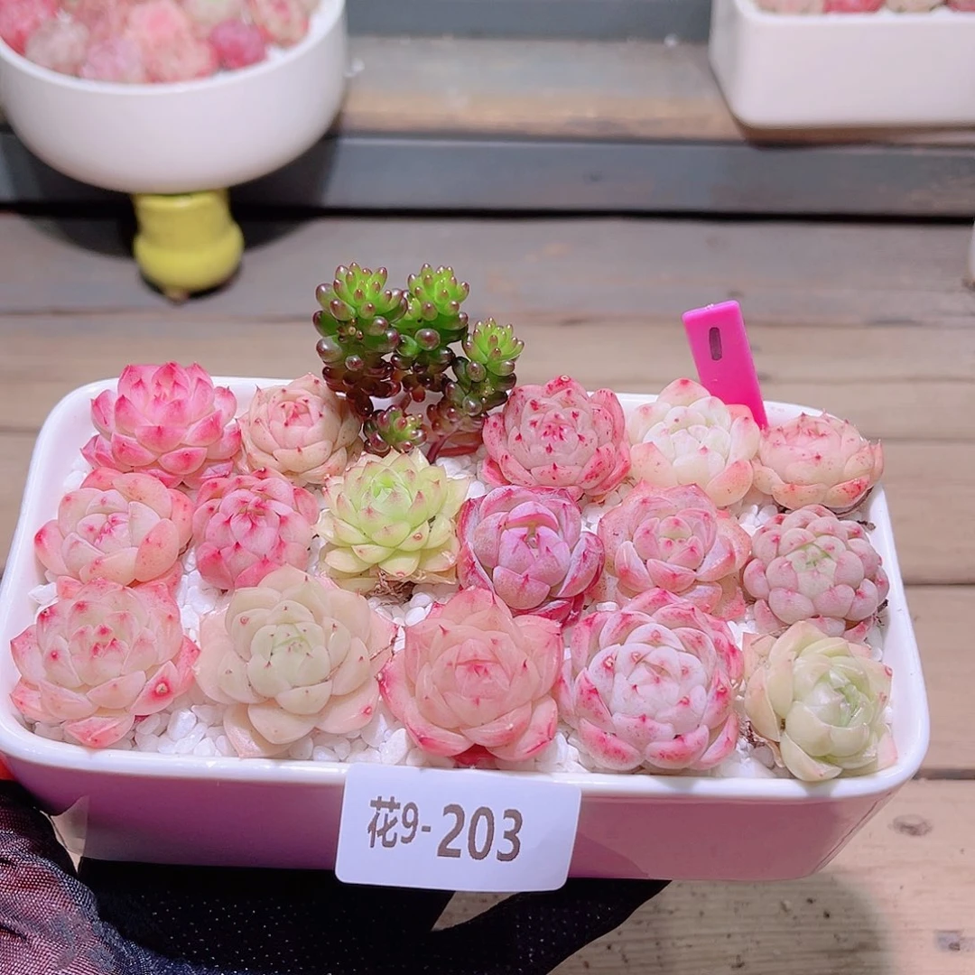 花利美9-203拼盘含盆土铺面镊子分开发