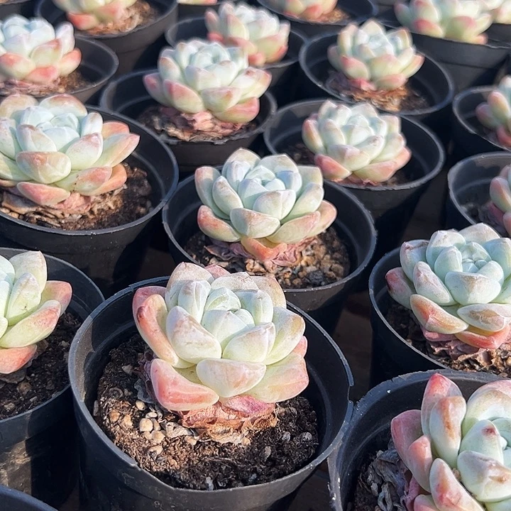 单头。奶油 冰玉。