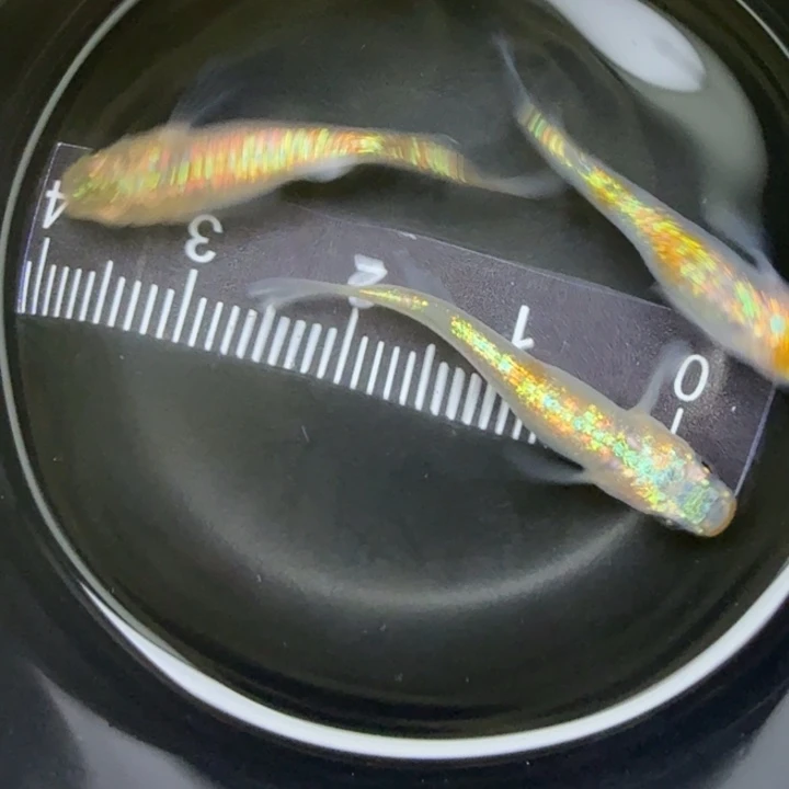 青鳉鱼克拉斯58号