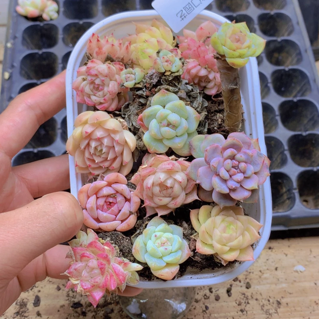 我要去看你了啊051