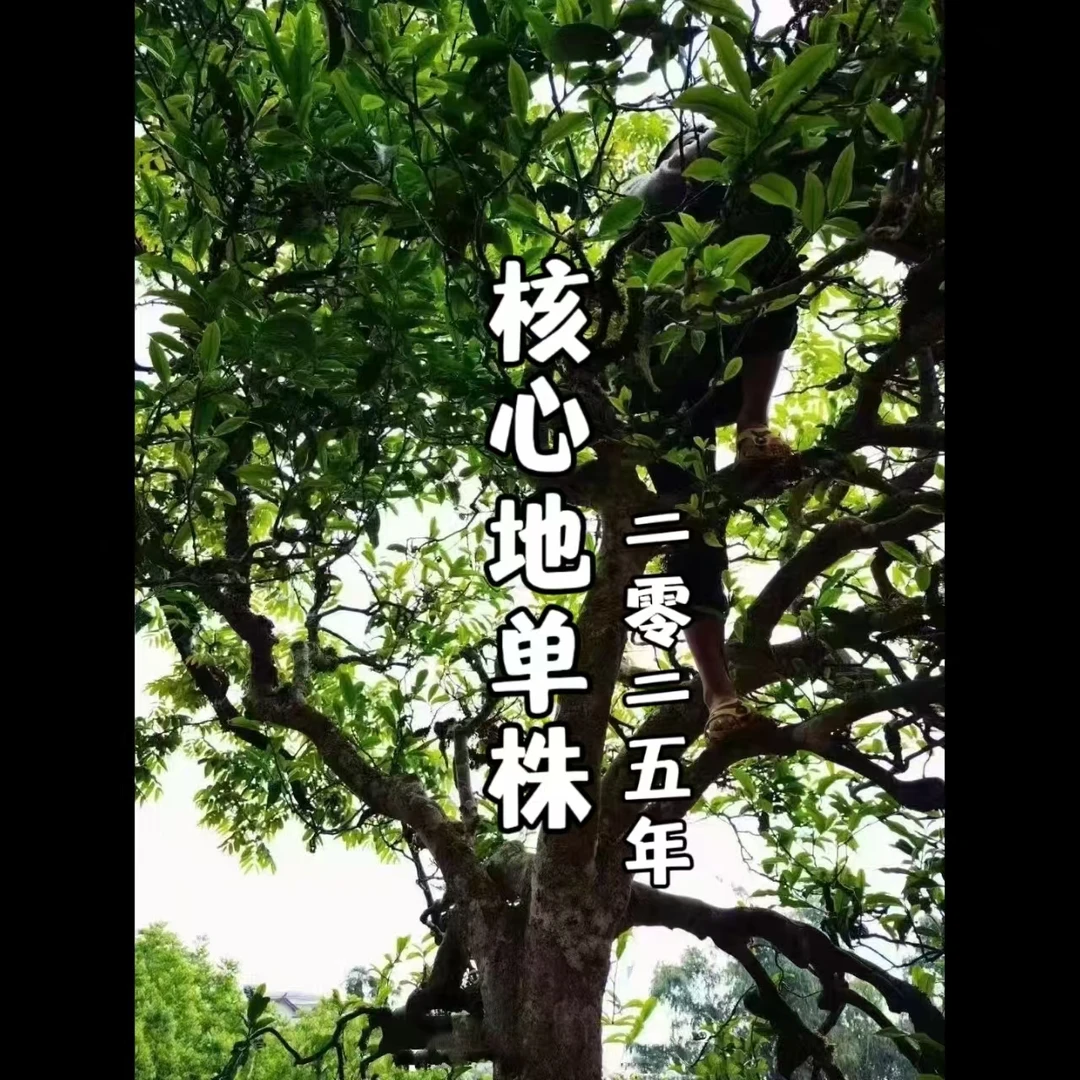 【单株专拍】2025年 邦旭 核心地单株 头春古树普洱生茶 散茶