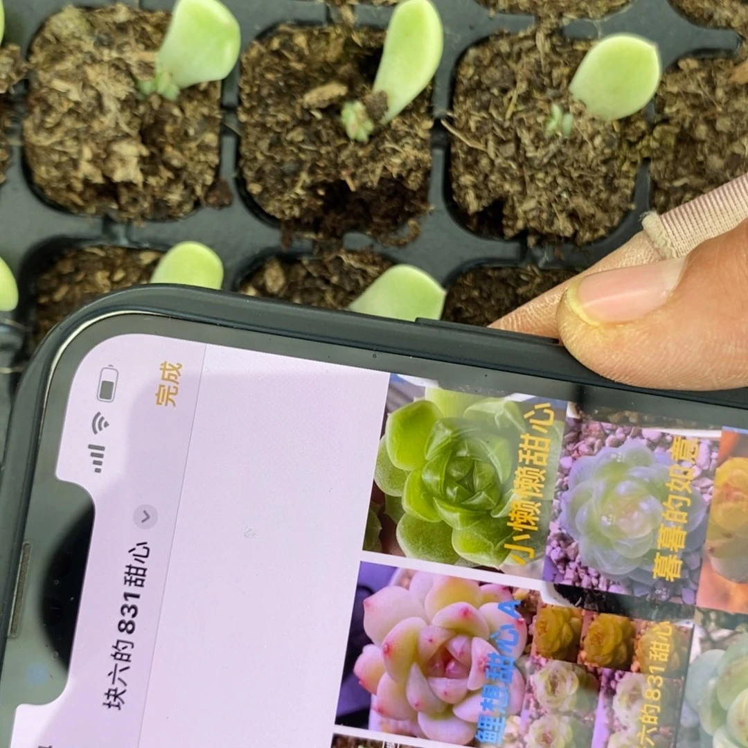 穴盘花开t7小懒懒绿甜心芽苗一个多肉