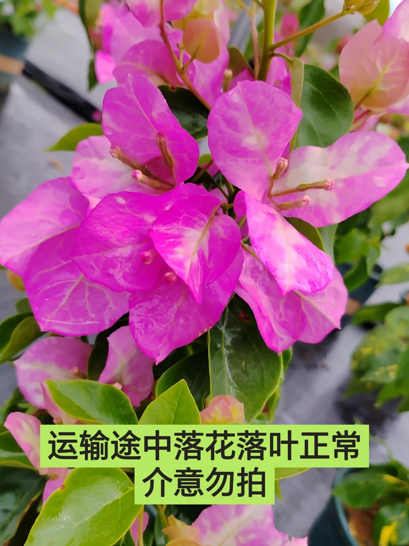 【超级玛丽—新叶】三角梅基地直发介意落花落叶勿拍