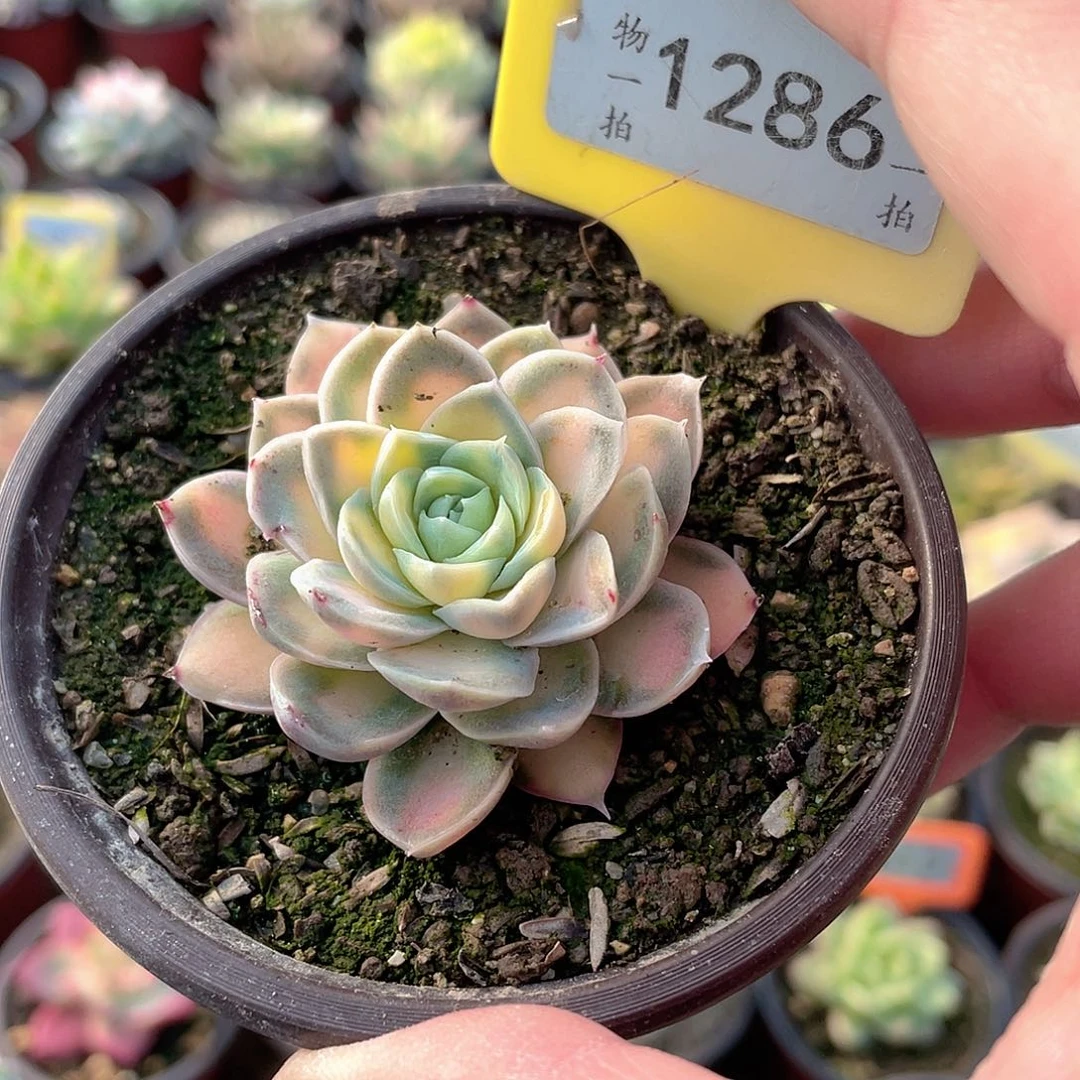 静***开1286个多肉酱意面